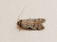 Philobota orescoa