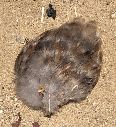Red Junglefowl