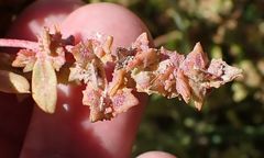 Atriplex rosea
