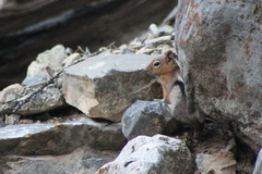 Callospermophilus lateralis certus