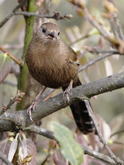 Bhutan Laughingthrush photo 3