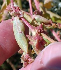 Atriplex rosea