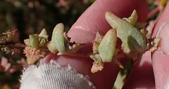 Atriplex rosea