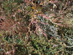 Atriplex rosea