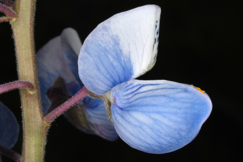 Lupinus perennis
