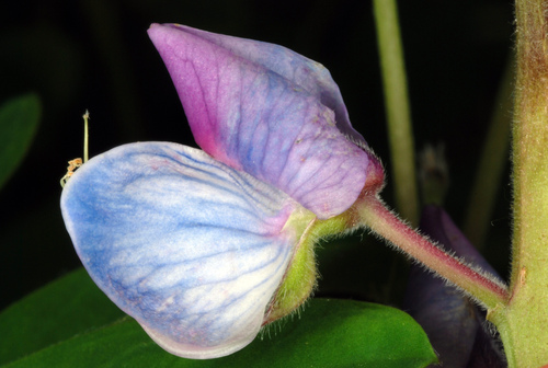 Lupinus perennis
