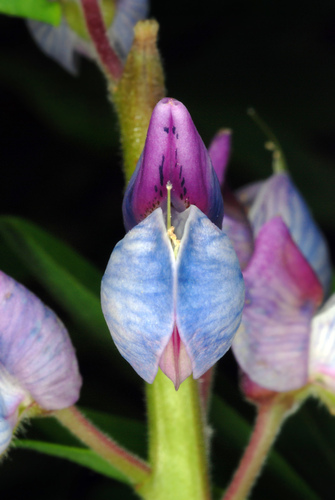 Lupinus perennis