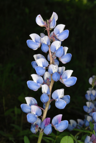 Lupinus perennis