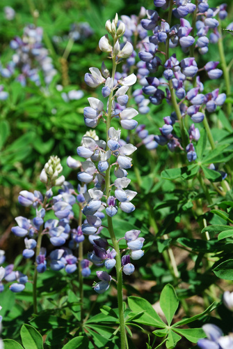 Lupinus perennis