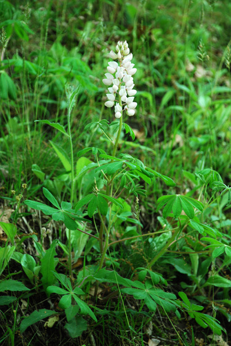Lupinus perennis
