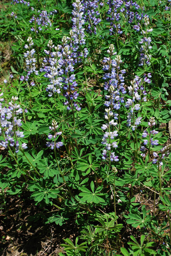 Lupinus perennis