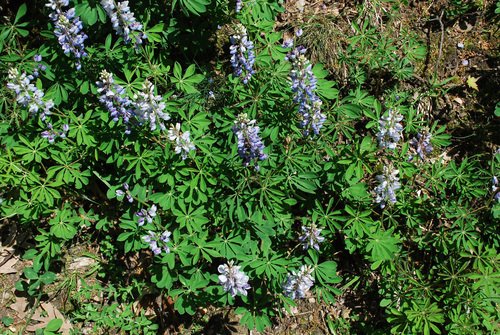 Lupinus perennis