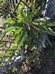 Morella californica
