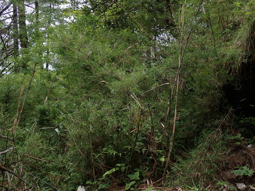 Thamnocalamus spathiflorus, photograph 2