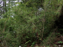 Thamnocalamus spathiflorus, photograph (c) Patricia Rose, some rights reserved (CC BY)