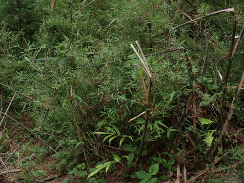 Thamnocalamus spathiflorus, photograph 1