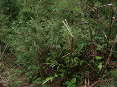 Thamnocalamus spathiflorus, photograph (c) Patricia Rose, some rights reserved (CC BY)