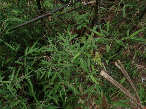 Tham (Thamnocalamus spathiflorus)