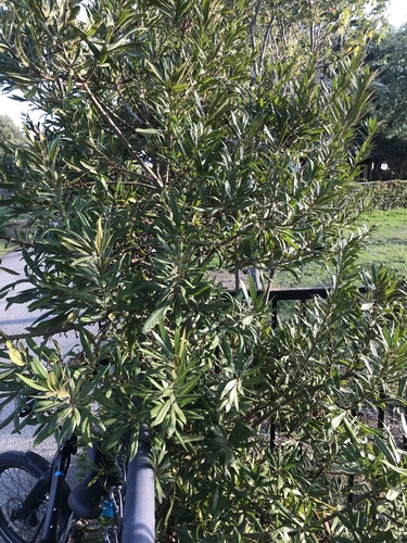 Morella californica