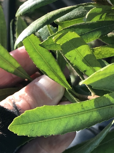 Morella californica