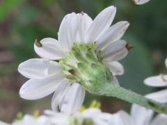 Aster ageratoides