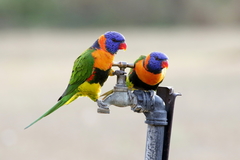 Red-Collared Lorikeet photo 2