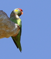 Psitteuteles versicolor