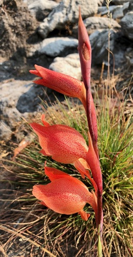 Gladiolus dalenii image