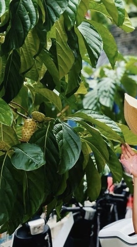 Noni