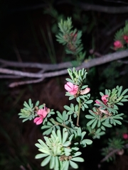 Indigofera stricta