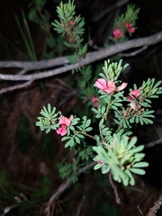 Indigofera stricta