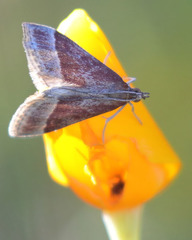 Pyrausta lethalis