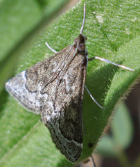 Pyrausta napaealis