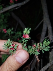 Indigofera stricta