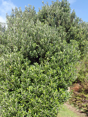 Corokia macrocarpa