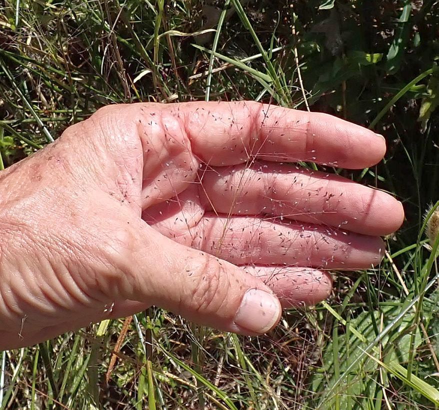 scratch grass from Riverside County, CA, USA on September 23, 2019 at