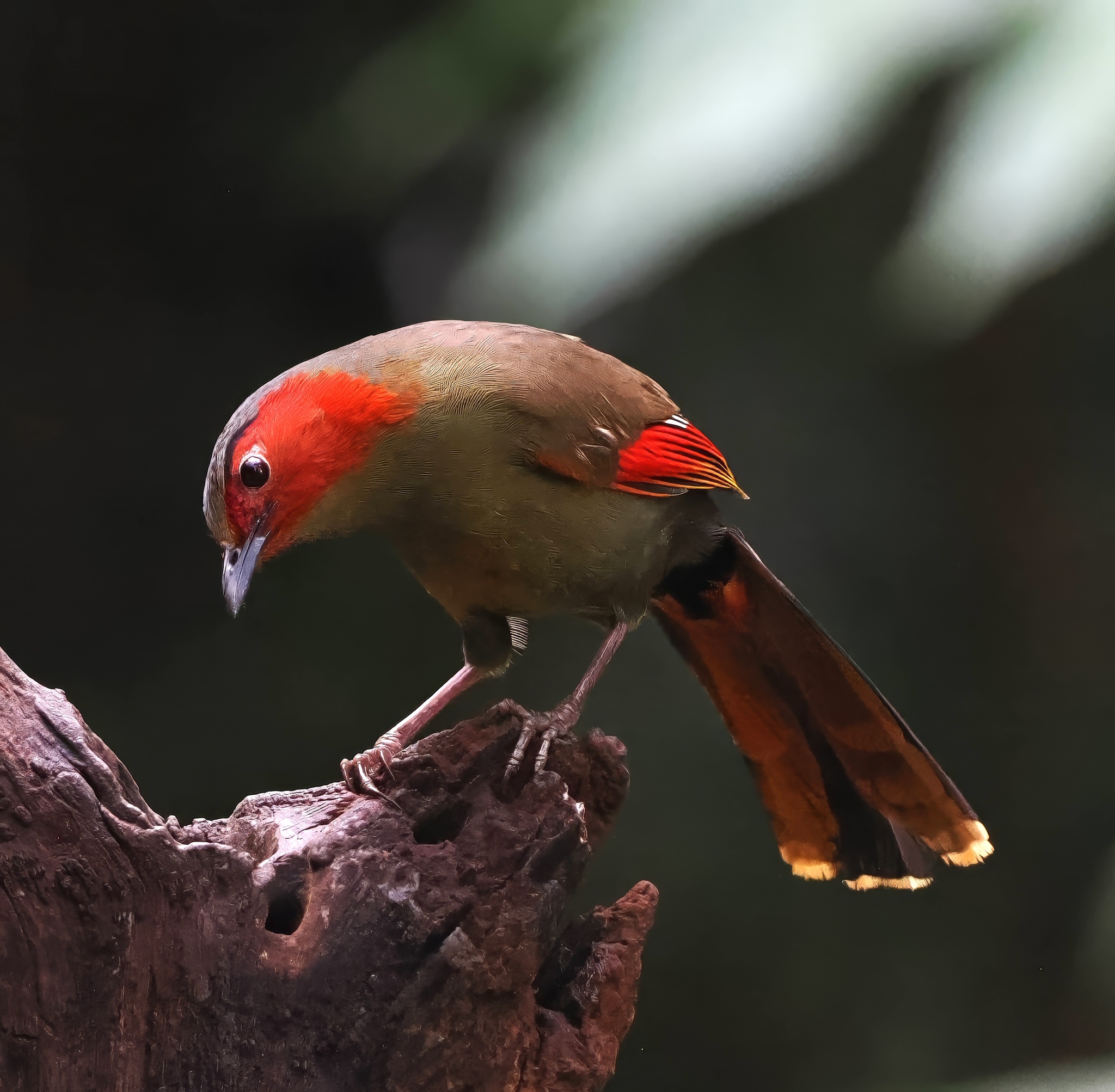 Scarlet-faced Liocichla
