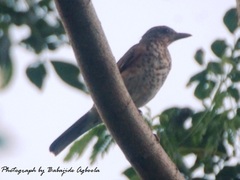Turdus pelios