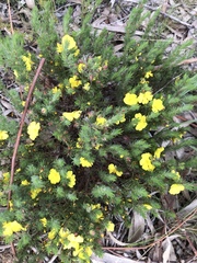 Hibbertia fasciculata