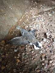 Lampornis clemenciae