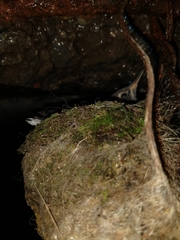 Lampornis clemenciae