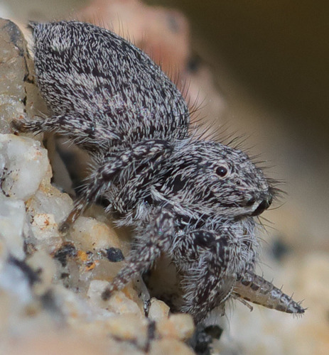 Hirsute Paradise Spider