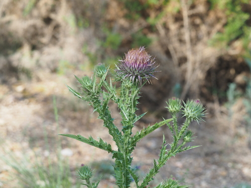 Taurian thistle (Onopordum tauricum)