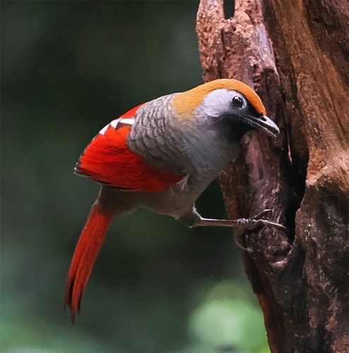 Red-tailed Laughingthrush (Trochalopteron milnei), photo 6