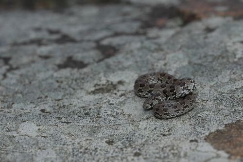 Photo of a Jerdon's Kukri Snake (Oligodon venustus)