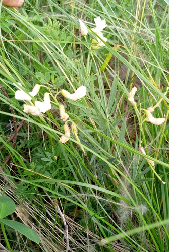 fading-colored vetchling (Lathyrus pallescens)