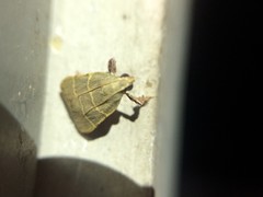 Parachma ochracealis