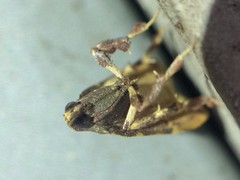 Parachma ochracealis