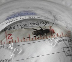 Xylotrechus nauticus