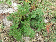 Potentilla chinensis